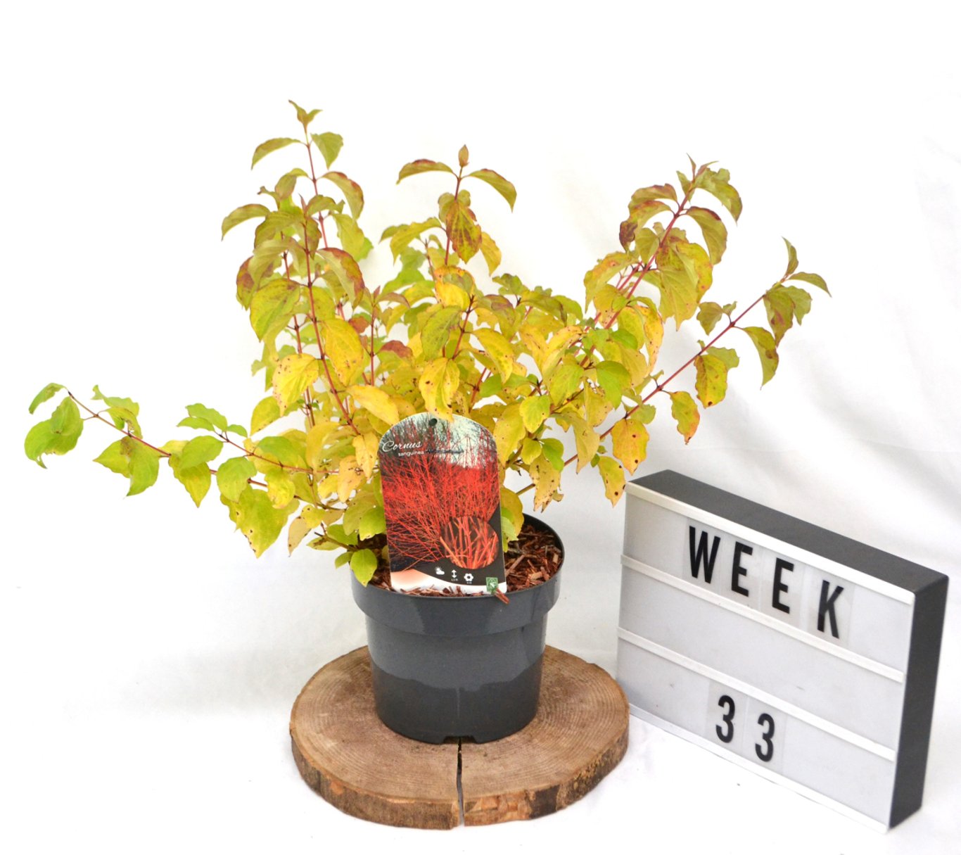 Cornus sang. 'Midwinter Fire' - C3 20-40 CM